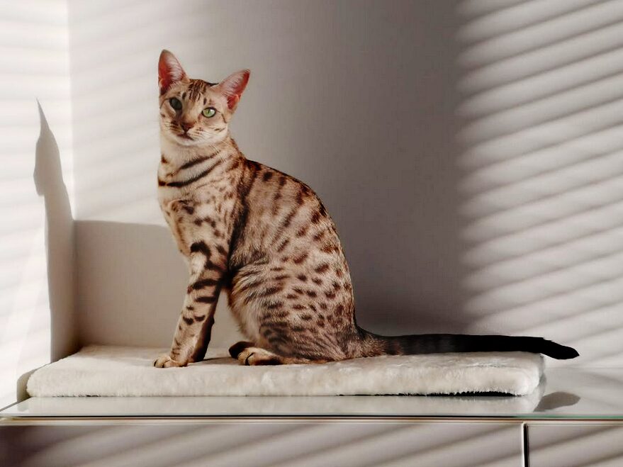 Ocicat brown spotted tabby