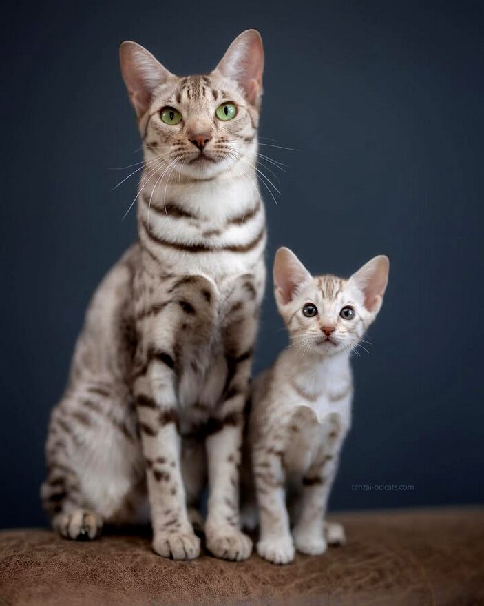 chatte et chaton Ocicat black silver spotted