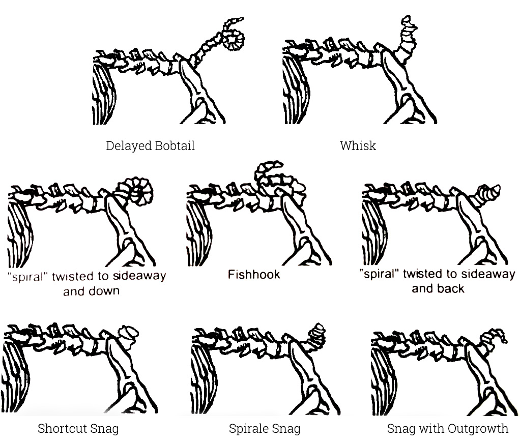 la queue du Kurilian Bobtail