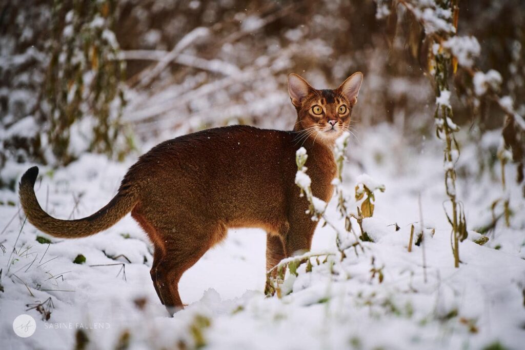 Abyssin race de chat élégante