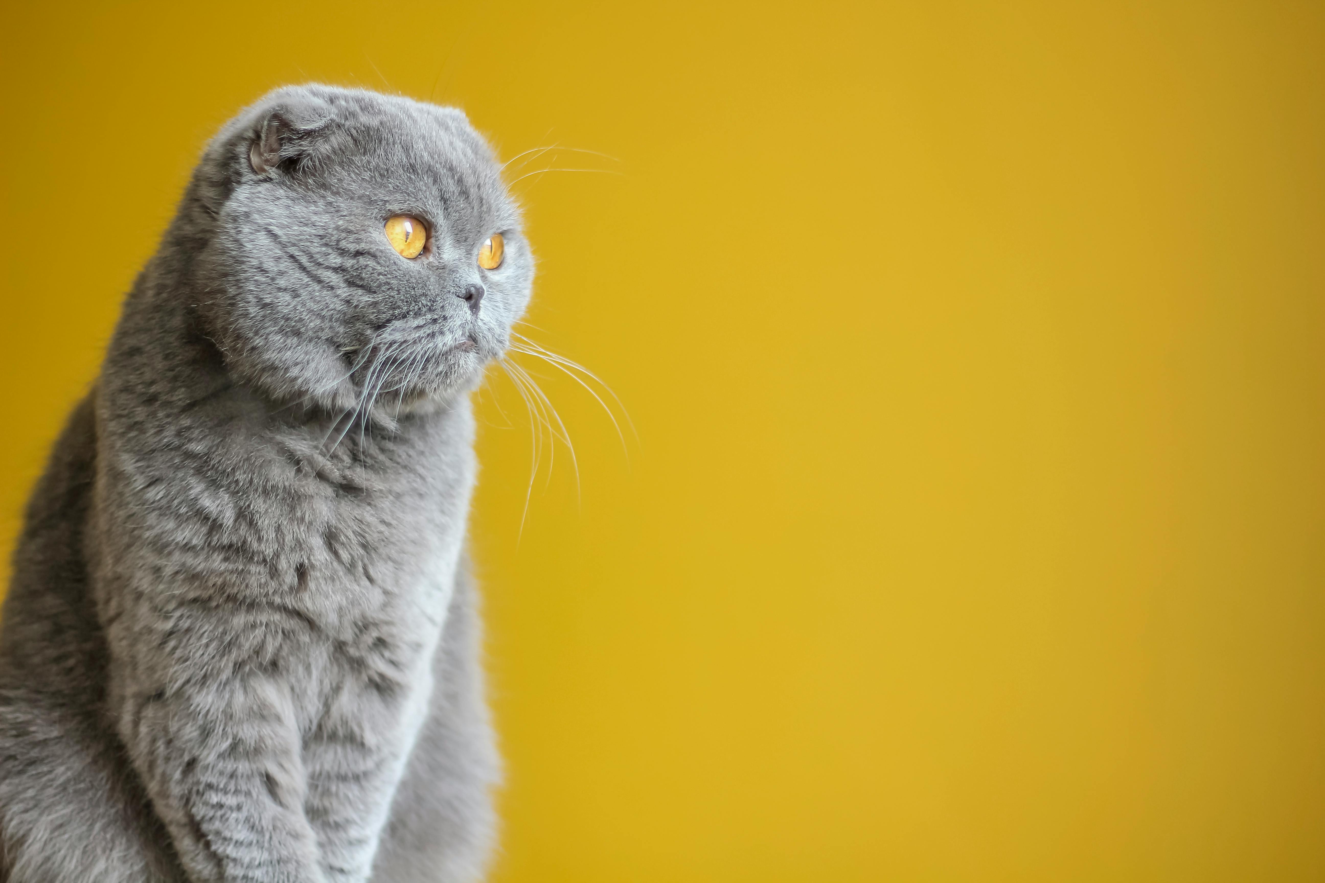 Choisir un éleveur de chat bleu solide