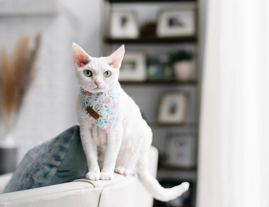 chat blanc devon rex