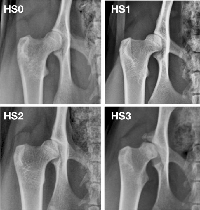 radiographie dysplasie des hanches chat grade 0 à 4