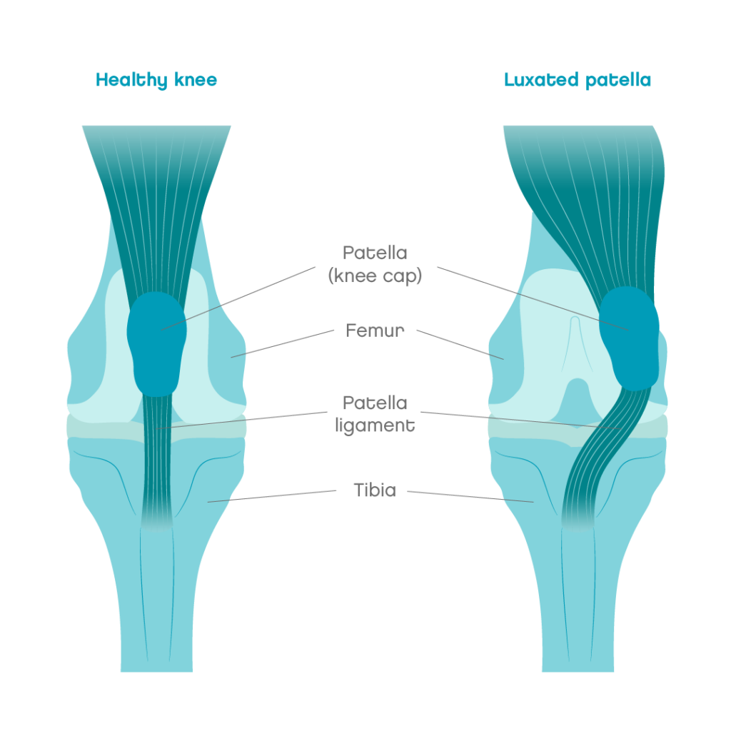 schéma de Luxation Patellaire, luxation de la rotule chat