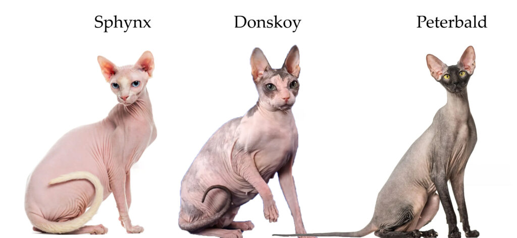 comparaison sphynx, donskoy, peterbald