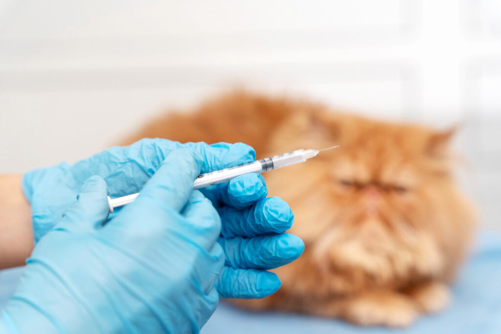 la vaccination chez le chat