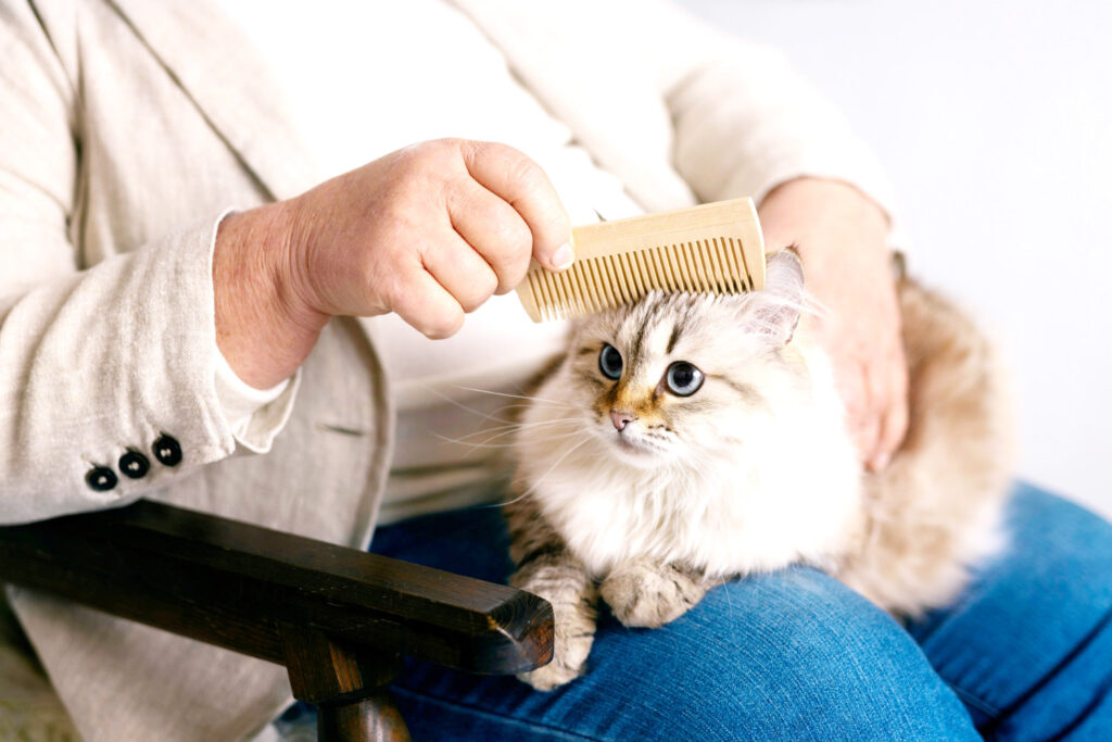 brosse toilettage chat