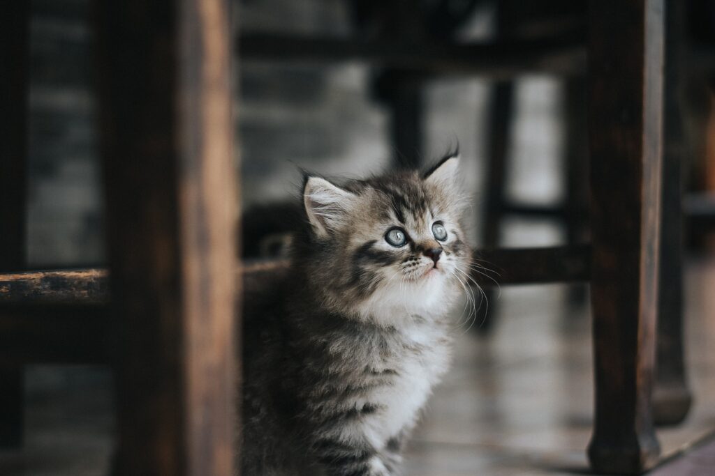 À quel âge adopter son chaton de race