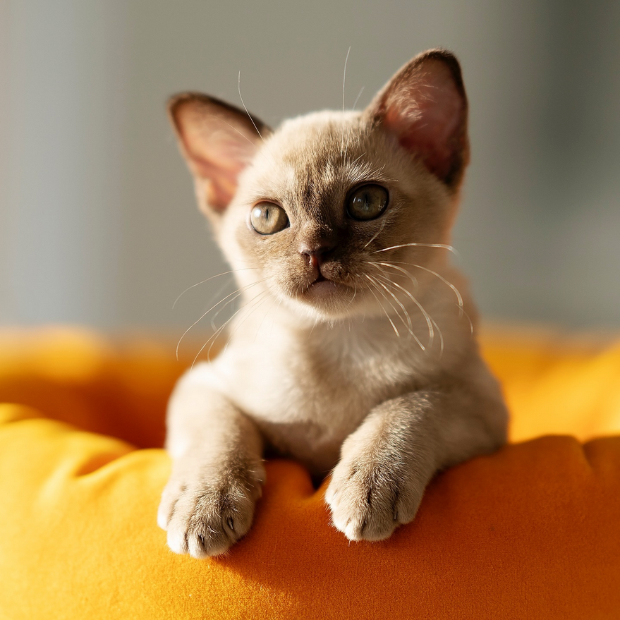 chaton Burmese americain