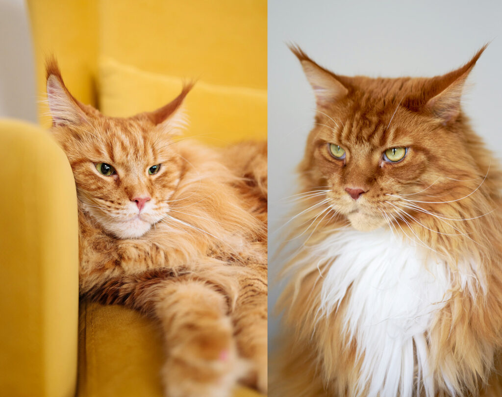 chat red tabby et red self