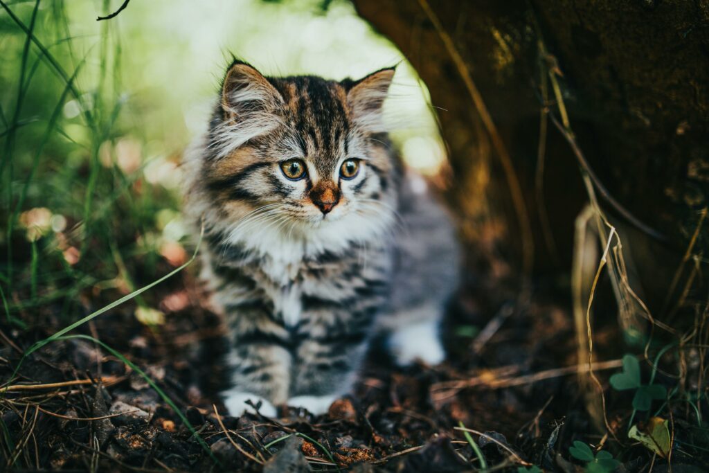 À quel âge adopter son chaton de race 