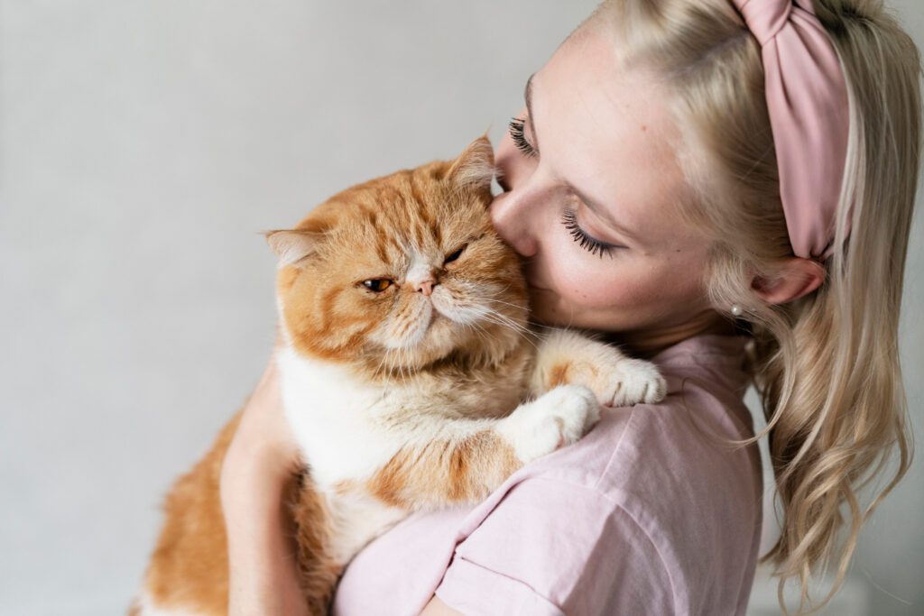 exotic chat de race calin