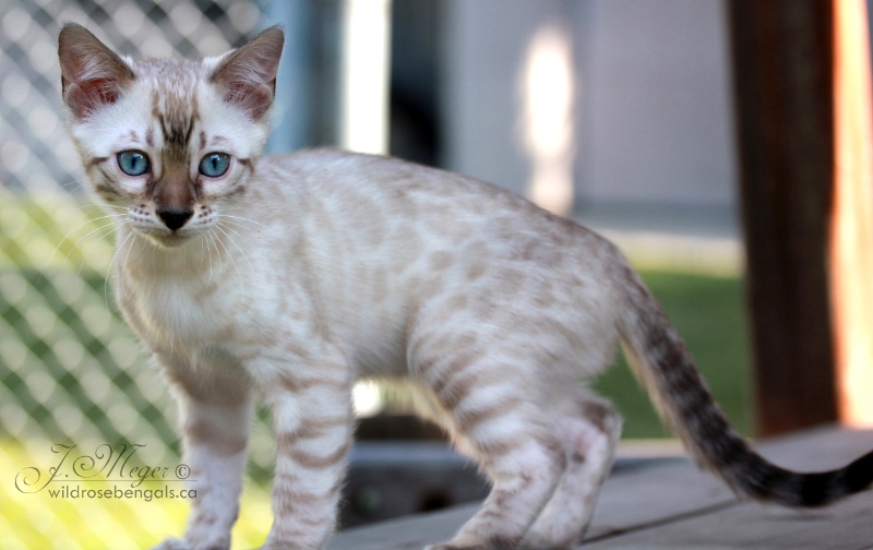 bengal snow