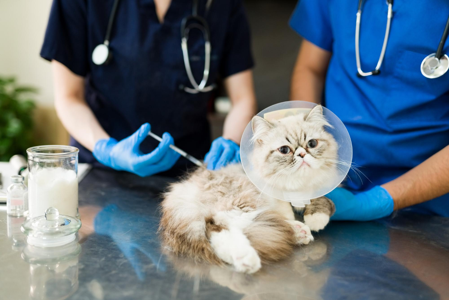 stérilisation de chat