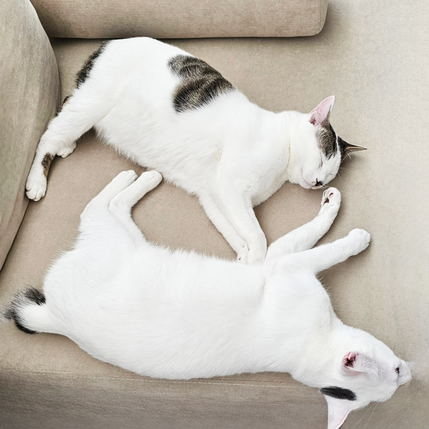 deux japanese bobtail bi colores