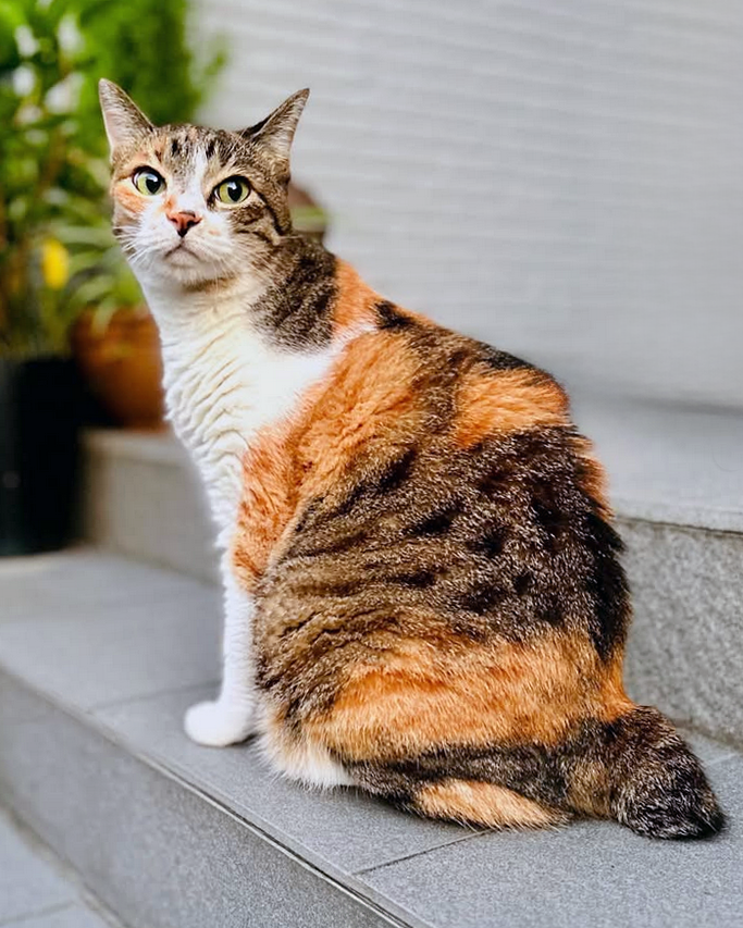 chatte japanese bobtail tortie