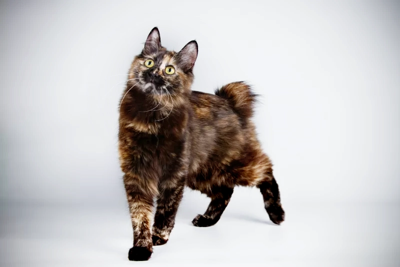 femelle japanese bobtail black tortie