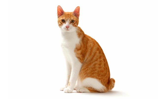 japanese bobtail roux et blanc