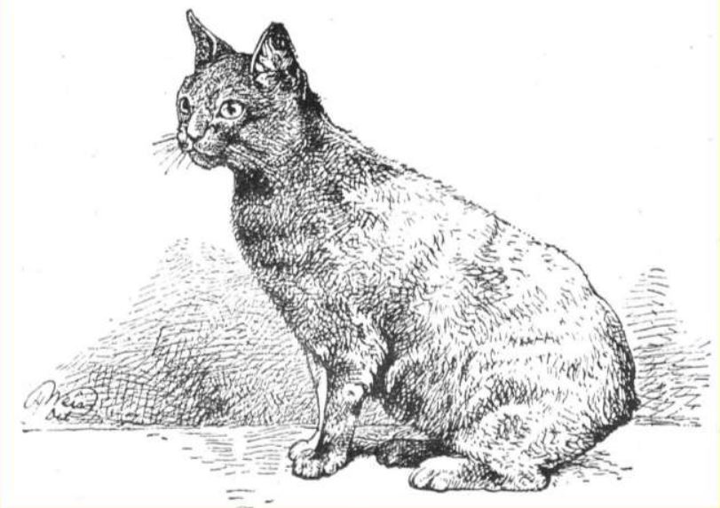 illustration chat manx au crystal palace 1880