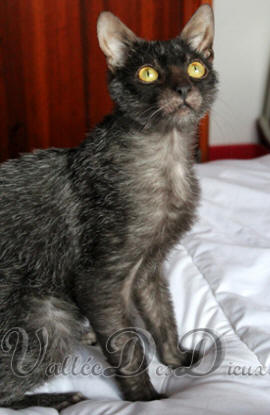 lenticchia chat lykoi italien