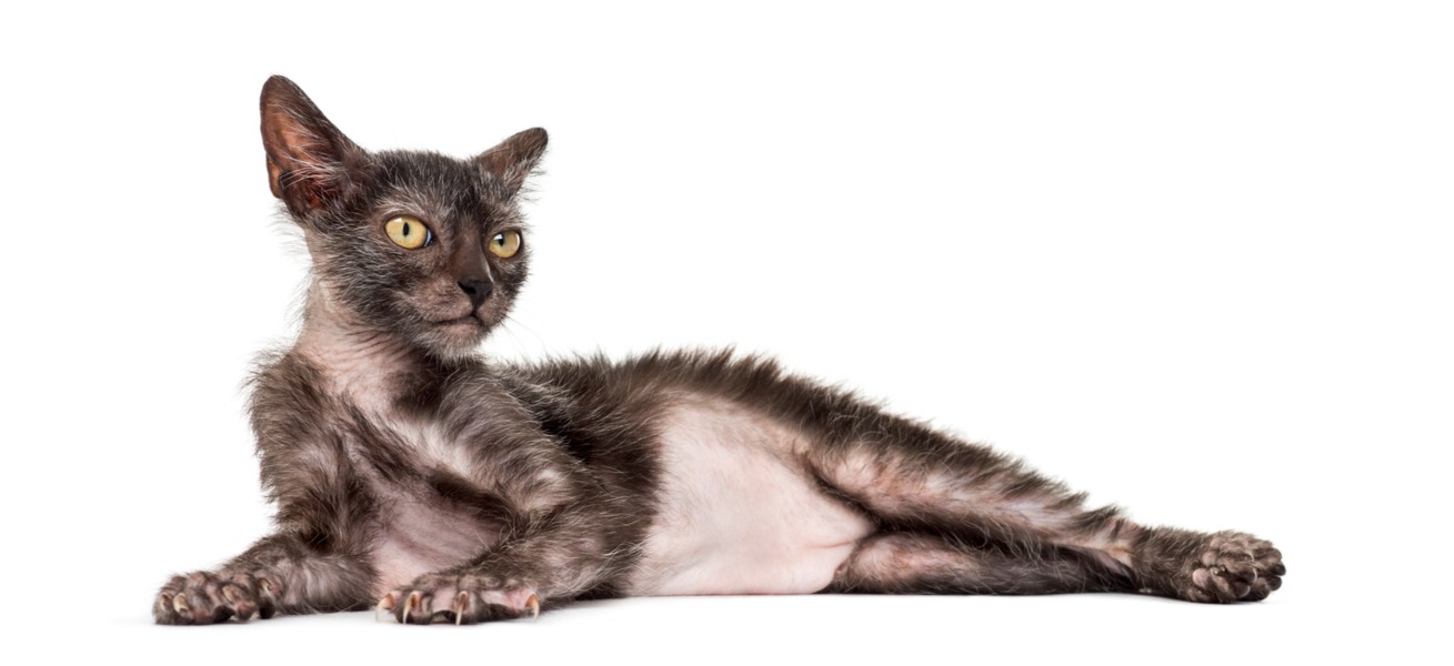 chatte lykoi gestante