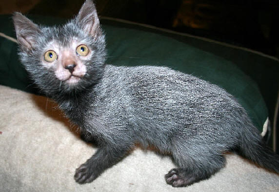 Wolfie fondatrice de race Lykoi